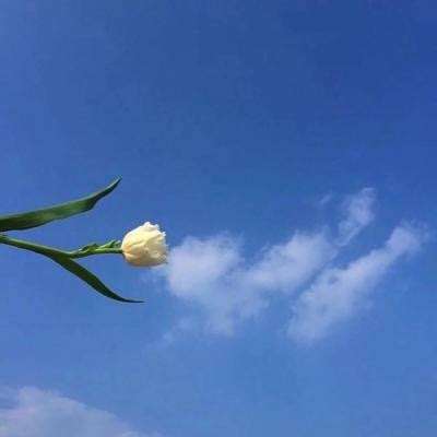 艾诺之地官方版下载